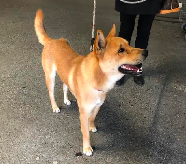 missing dog