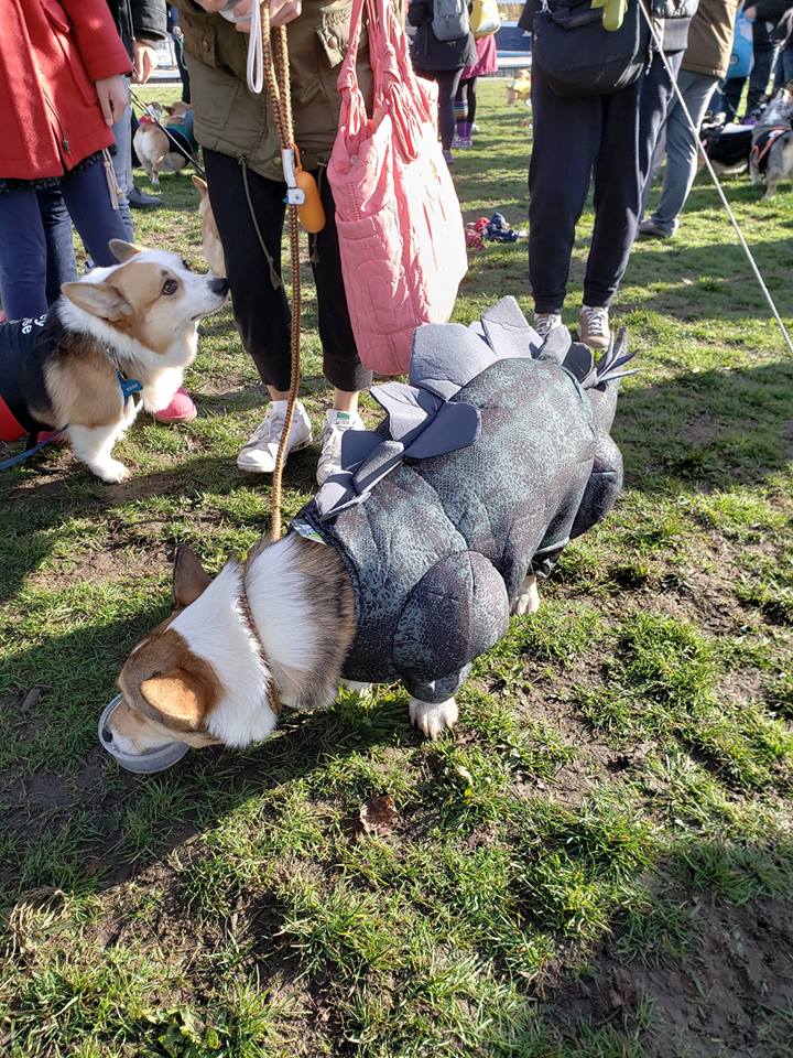 corgi