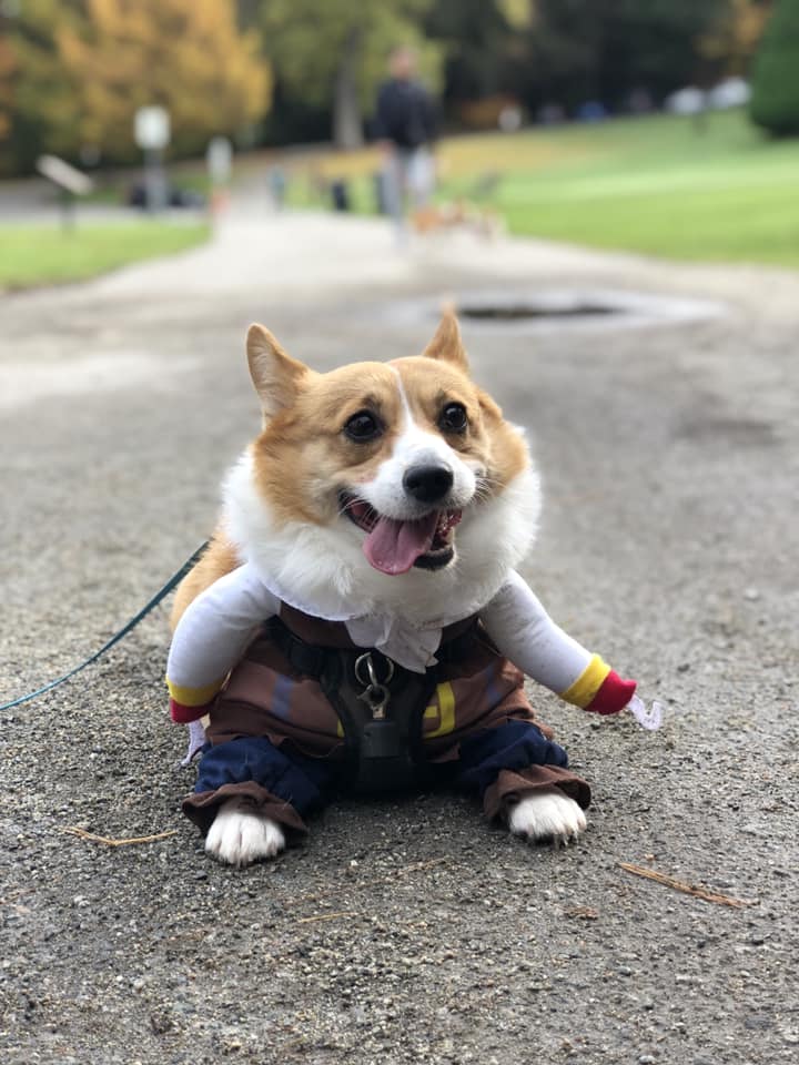 corgi