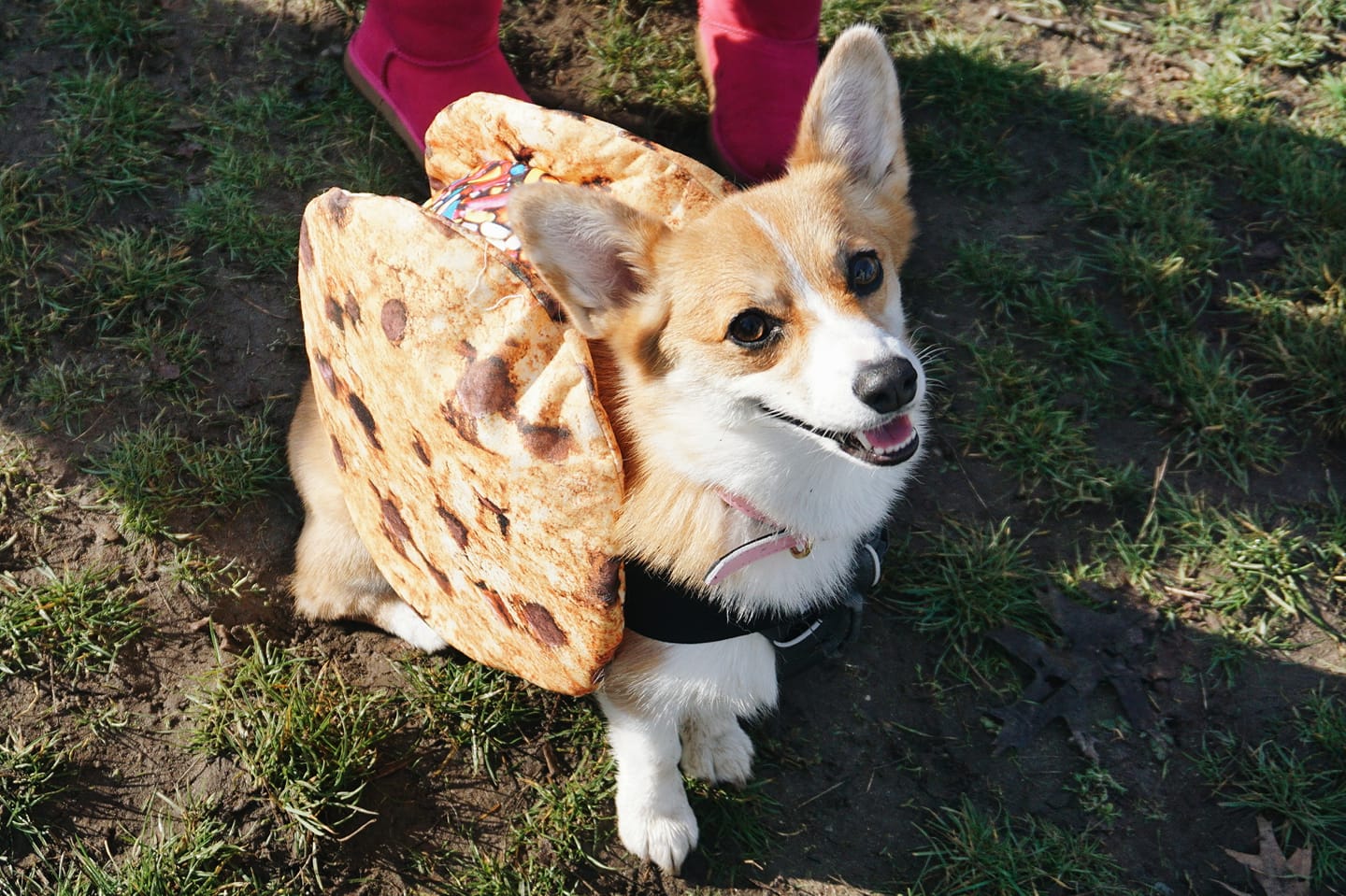 corgi