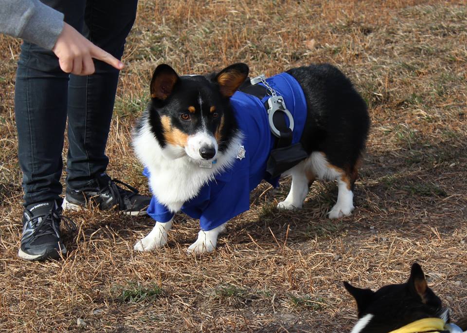 corgi