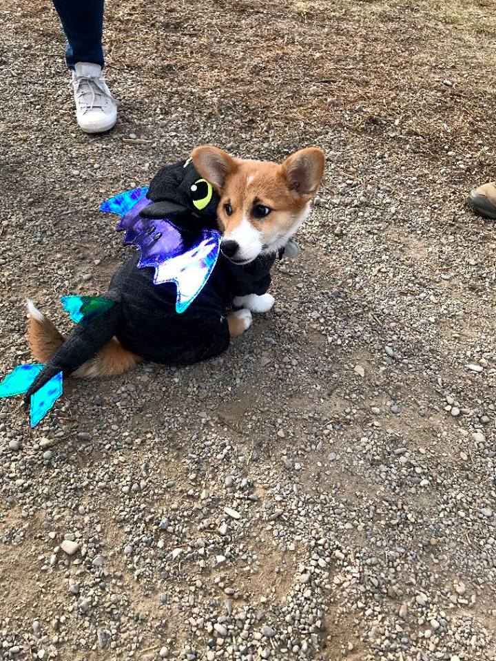 corgi