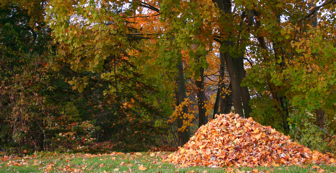 You'll want to think twice before raking your leaves this fall