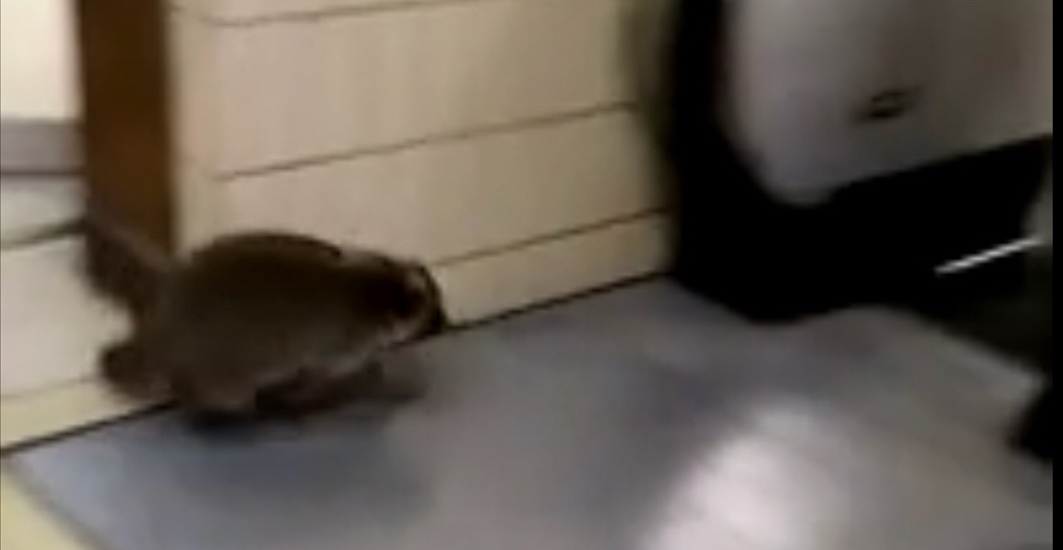 Raccoon uses wrong escalator but manages to get into a subway station (VIDEO)