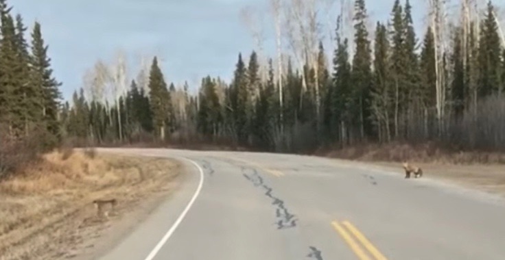 Driver captures fox screaming at lynx on highway (VIDEO)
