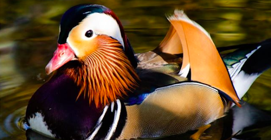 The 'world's most beautiful duck' is hanging around Metro Vancouver
