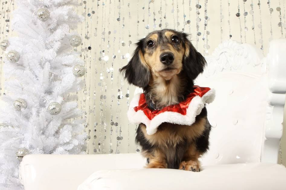 Here's where you can get a professional holiday photoshoot for your pet