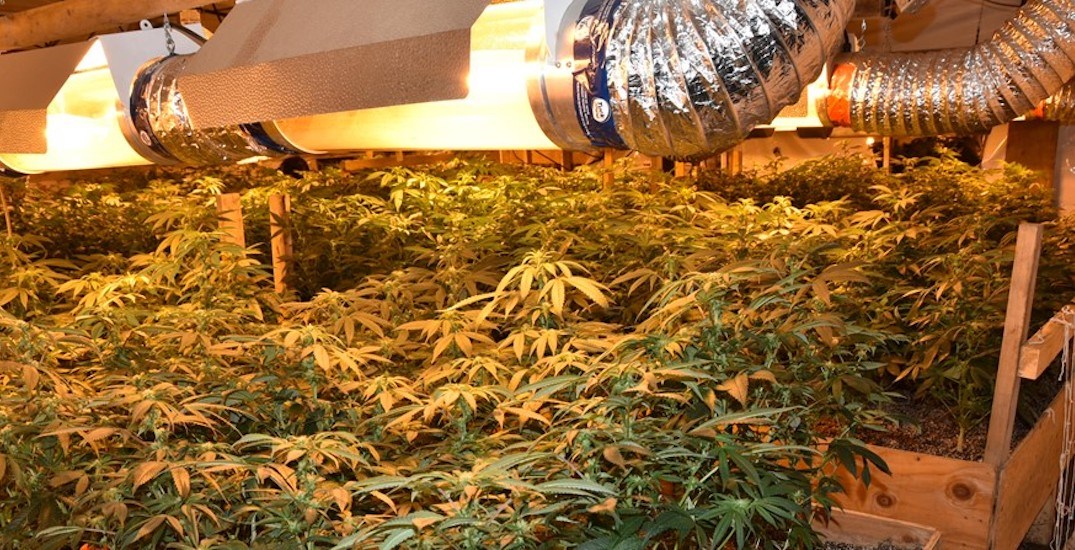 1,500 cannabis plants taken in raid of huge butane honey oil operation