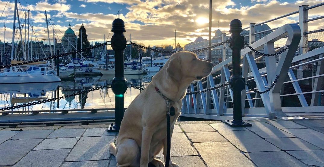 Flunkee guide dog hired to work at one of BC's top luxury hotels