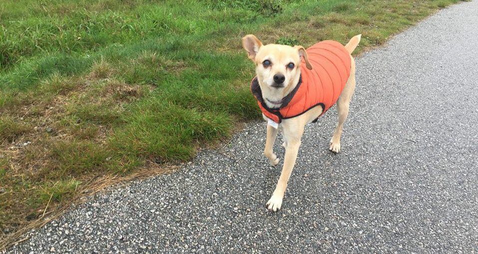 Adopt Me: Lucky 'the easiest dog ever' needs a second chance