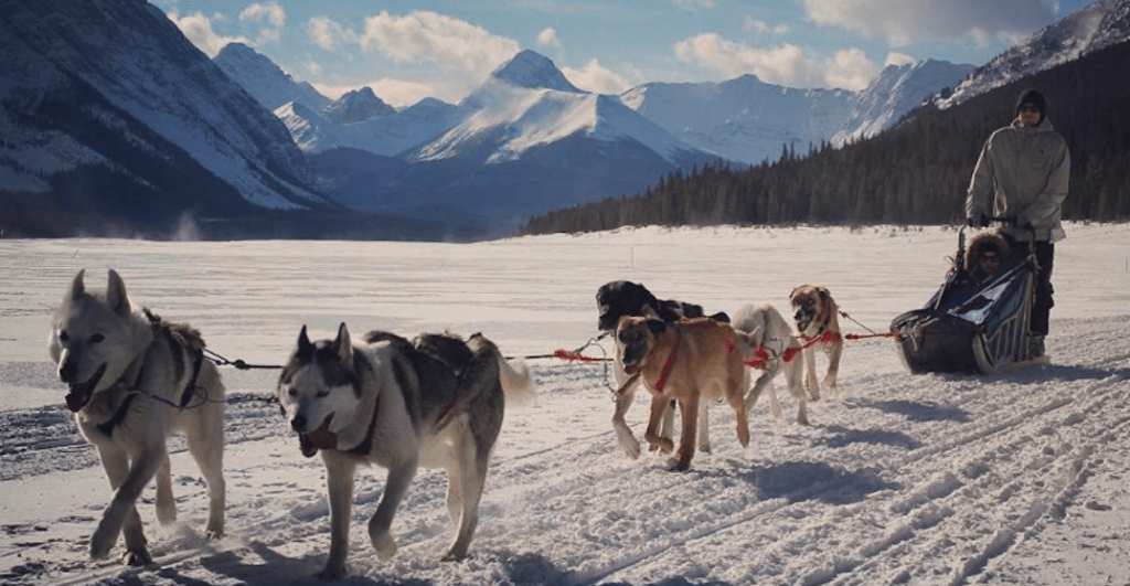 dogsled