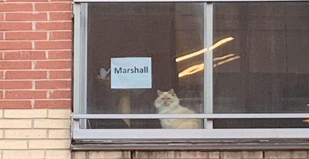 This Toronto cat just became Internet famous