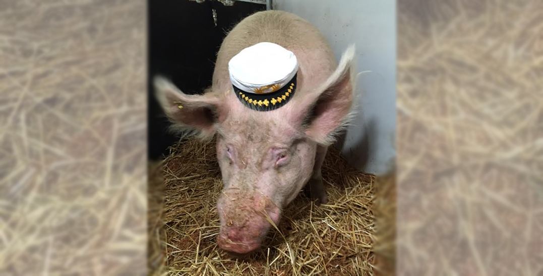 Theodore the 800-pound pig boards a ferry to head to his new BC home