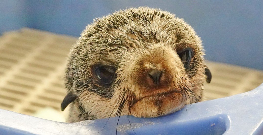 Adorable seal rescued off BC coast released back into the wild