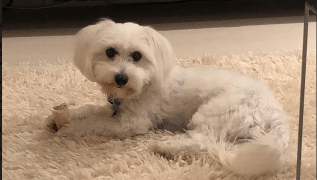 $2,000 reward offered for tiny dog stolen from car in Vancouver