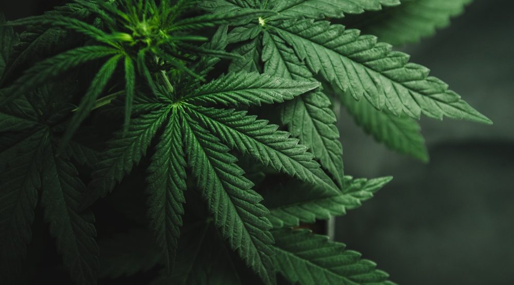 Legalization has led to almost no increase in pot use