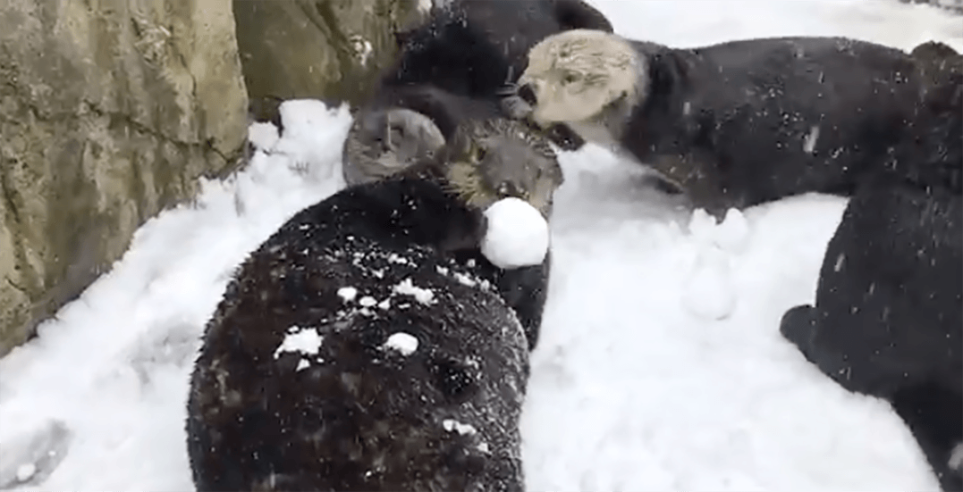 Watch these adorable sea otters make the most of Vancouver's snow (VIDEO)