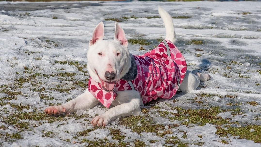 Adoptable pet of the week: Alice with a heart-shaped nose