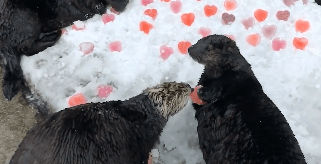 Sea otters get sweet treats for Valentine's Day (VIDEO)