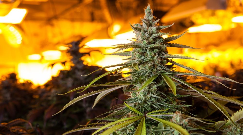 Analysts estimate over 70% of cannabis sales still remain illegal