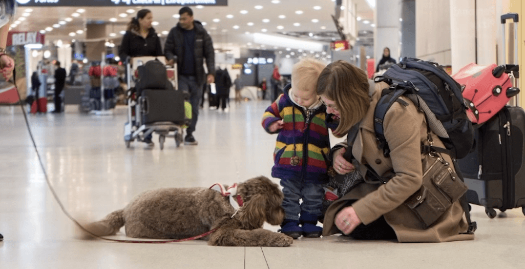 There's now a puppy therapy program at Toronto Pearson Airport
