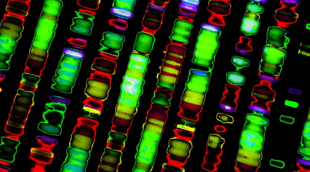 Artificial intelligence is unlocking the depths of the cannabis genome