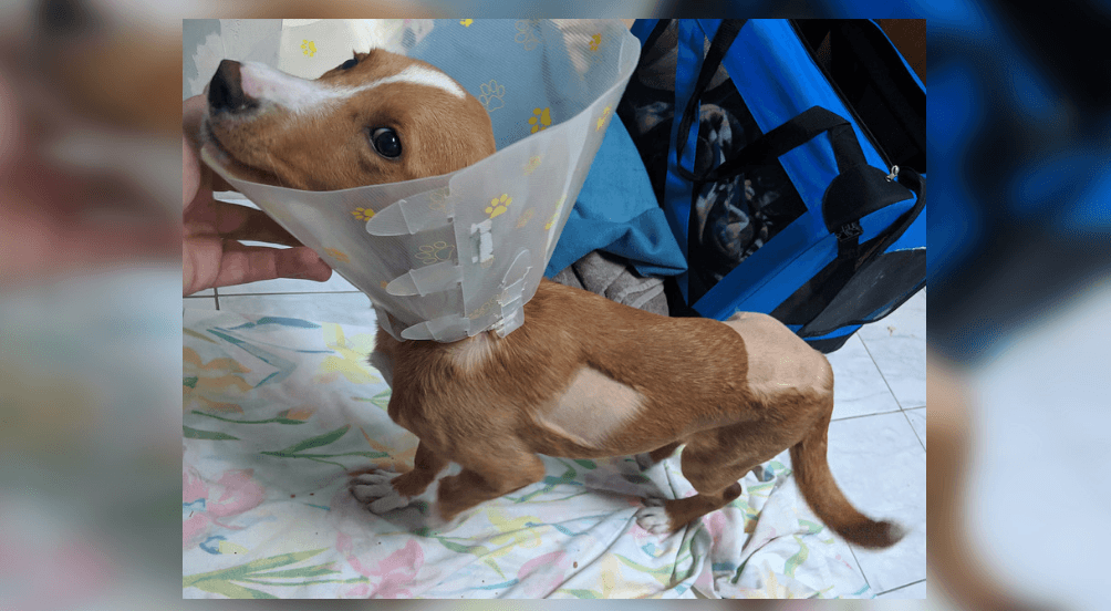 Cruelty charges possible after puppy hit twice by car and left untreated