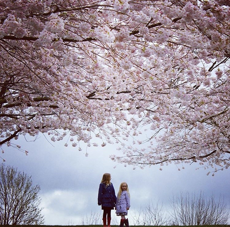 bc blossom photo watch