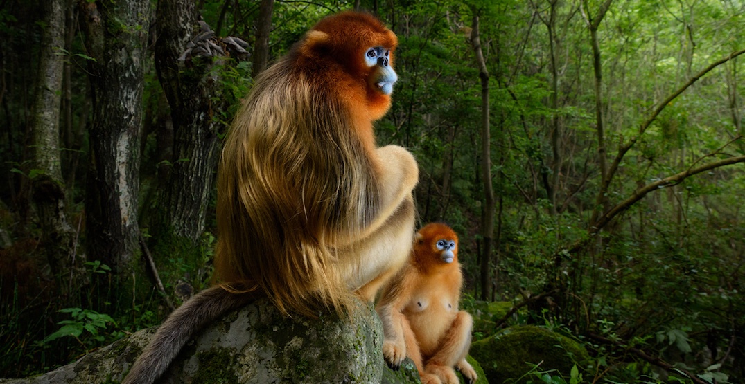 This is the reigning Wildlife Photographer of the Year (PHOTOS)
