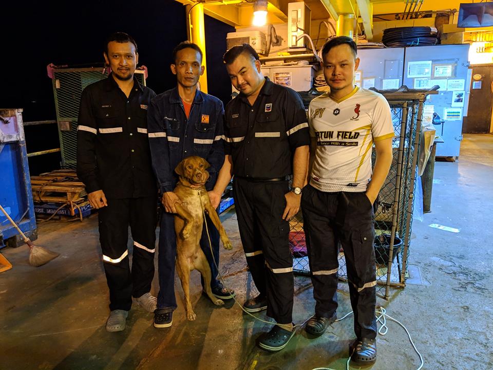 dog thailand
