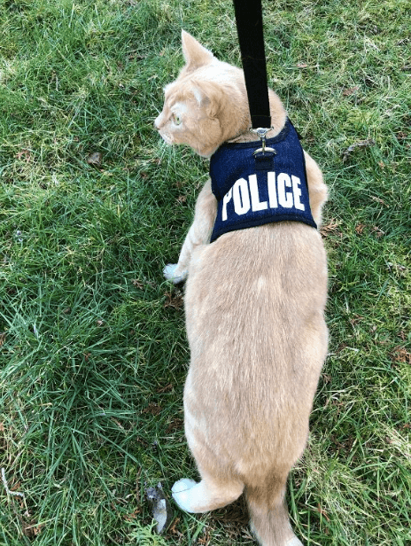 police cat