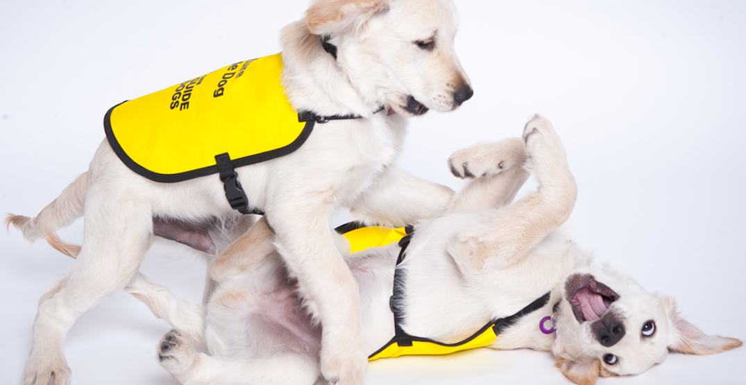 How Many Dogs Are You Allowed In Ontario