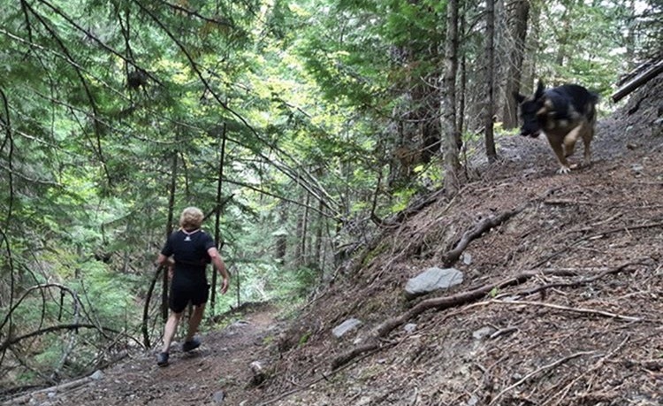 $1,000 reward offered after dog dies of suspected Strychnine poisoning on BC trail