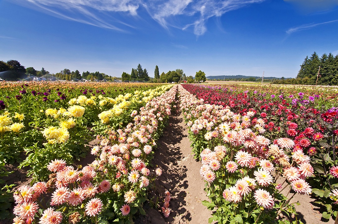 chilliwack sunflower festival