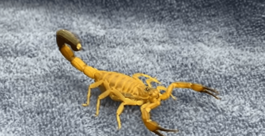Vancouver woman finds pregnant venomous scorpion in her home (PHOTOS)