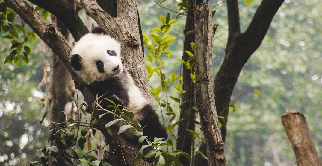 China S Giant Panda National Park Will Be 3 Times Larger Than China S Giant Panda National Park Will Be 3 Times Larger Than