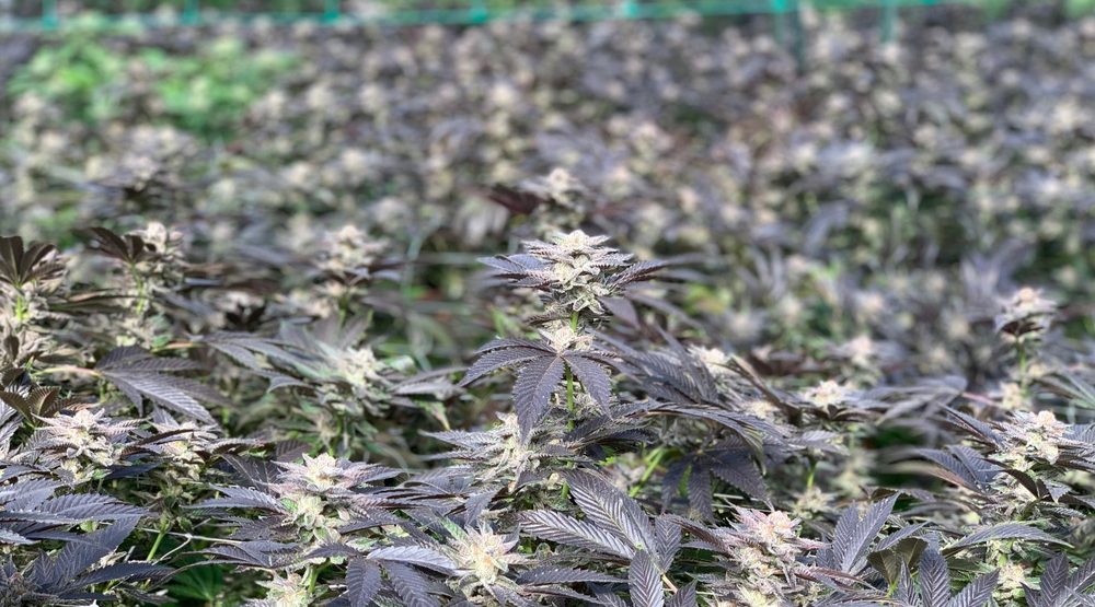 First outdoor cannabis cultivation licence awarded to BC company