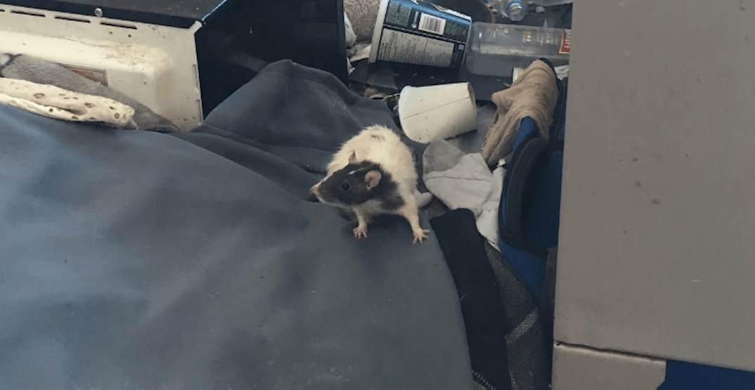 'Shocking' rat issue in DTES unit reveals deeper problems to Vancouver pest control company