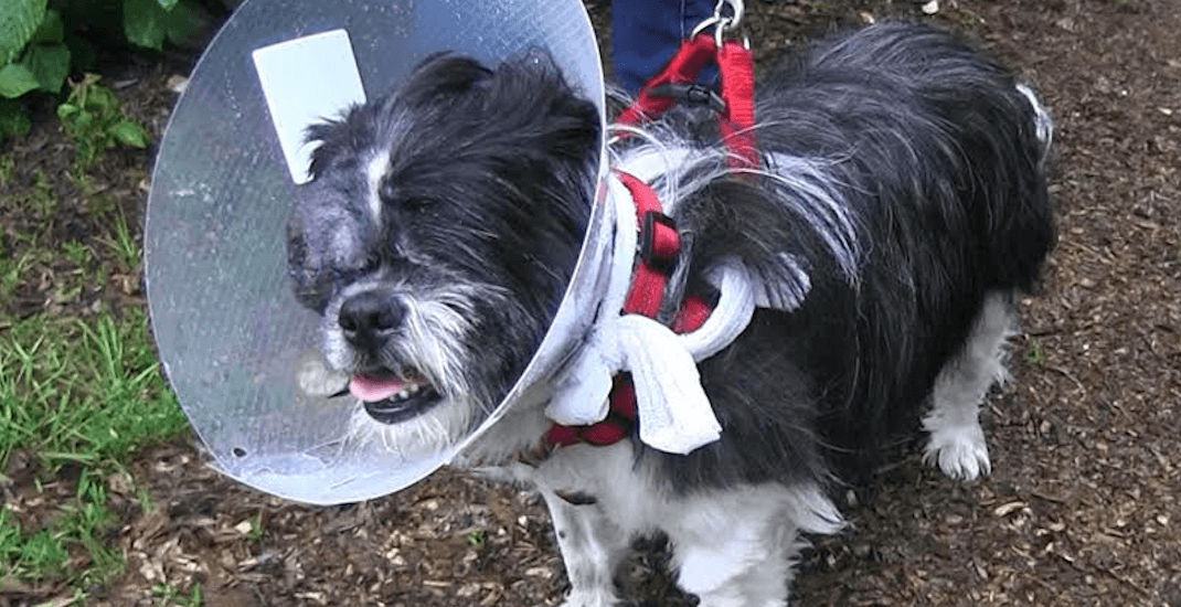 Vancouver SPCA branch seeks loving home for blind Shih Tzu