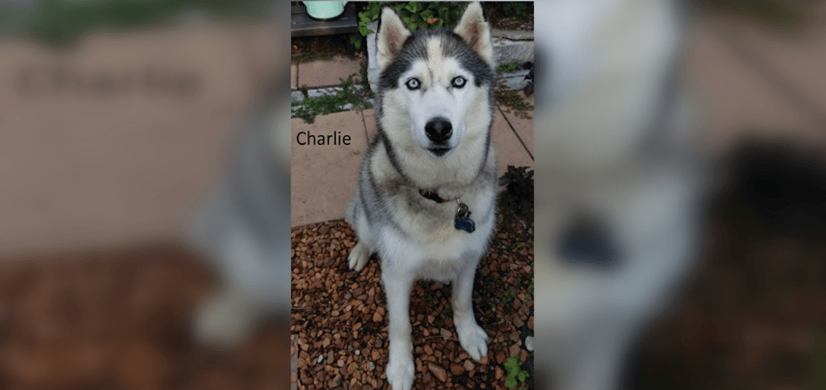 Siberian Husky untied and stolen from storefront in Toronto's east end