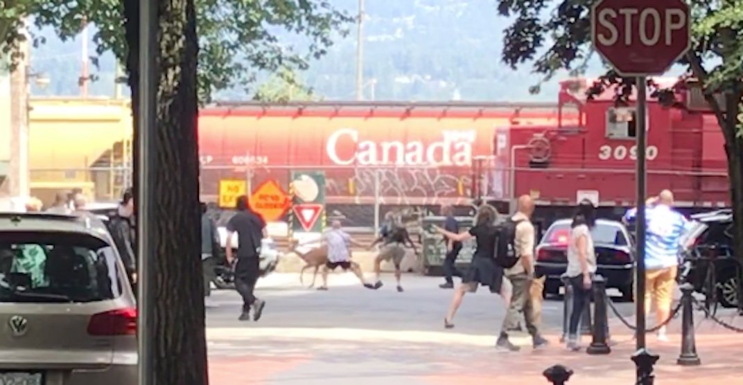 Vancouver deer