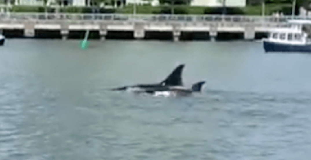 Pod of orcas spotted in False Creek on Wednesday (VIDEOS)
