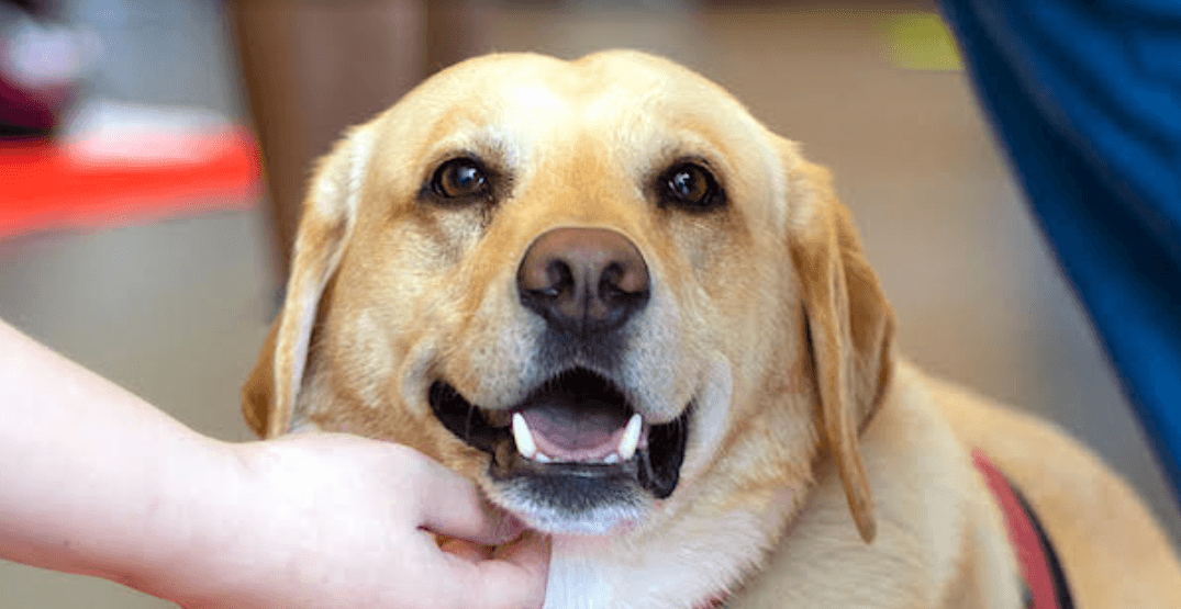 Vancouver organization 'devastated' by theft of therapy dog equipment