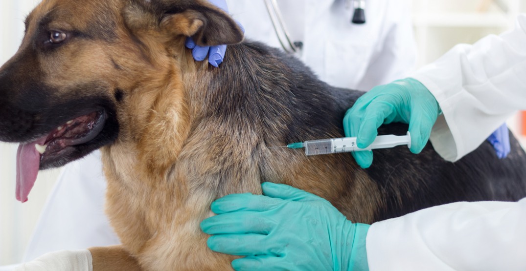 Vancouver pet owners warned after dogs die of dangerous virus