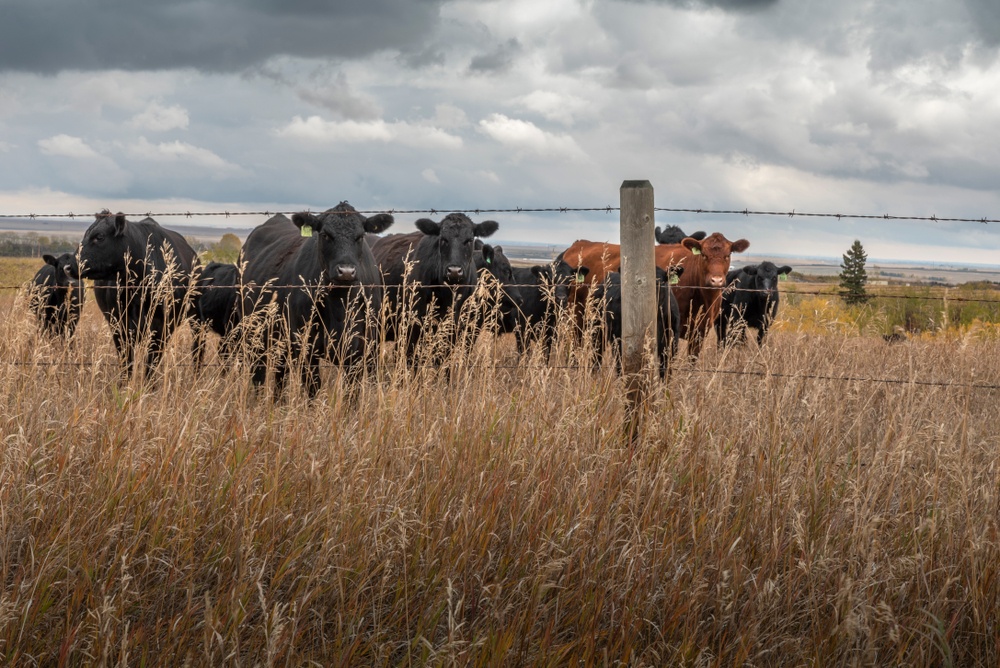 Cattle pasture