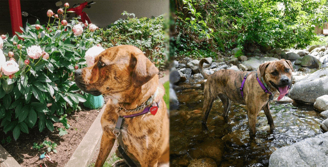 Adopt Me: Busy Izzy the Mastiff who loves watching TV