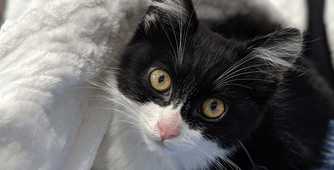 Adopt Me: 10 very cute orphaned kittens that need a forever home