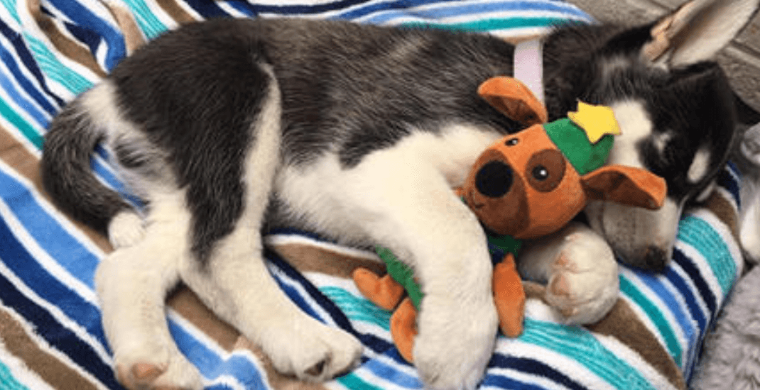 BC SPCA: Puppy requires emergency care after ingesting toxic levels of THC