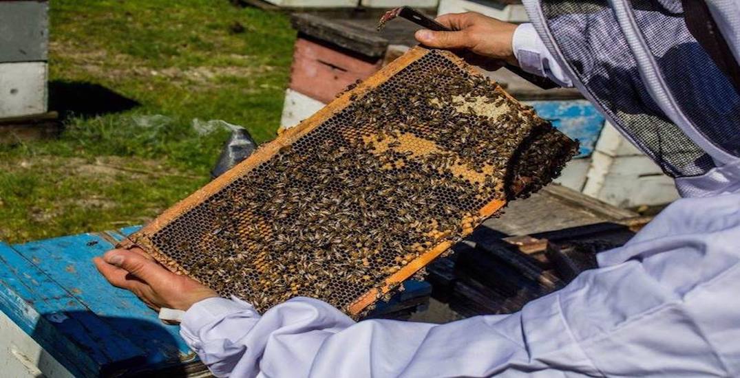 Vancouver-area honey crowned best in world at international competition