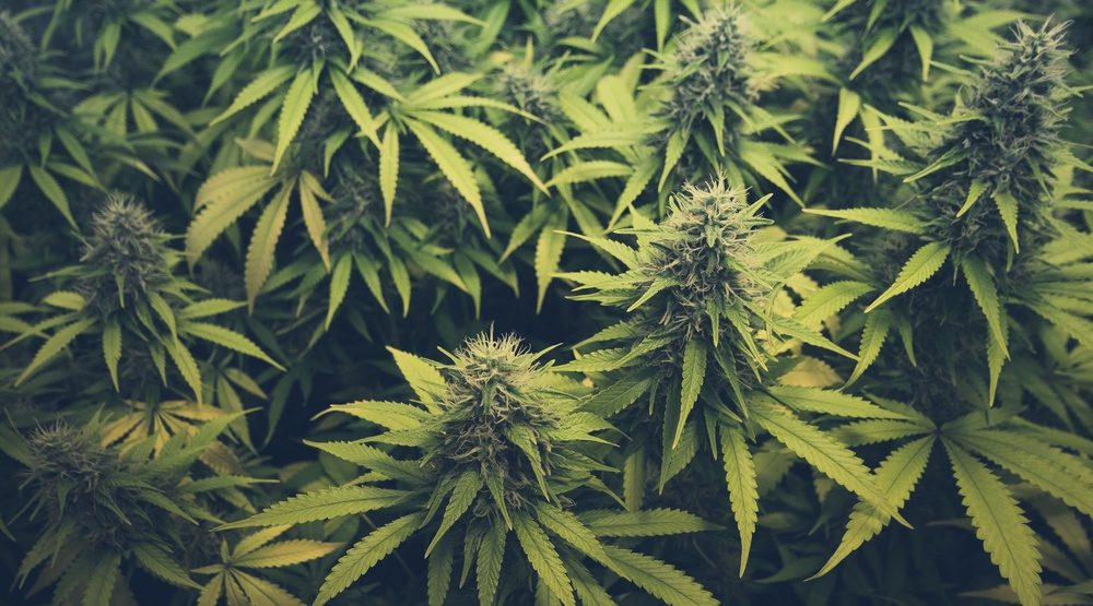 OCS just sent back nearly $3 million of CannTrust's weed